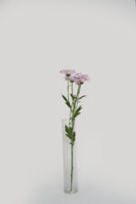 Chrysanthemums - Image 11