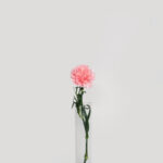Standard Carnation