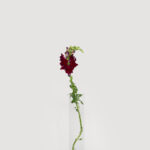 Snapdragons