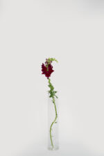 Snapdragons