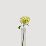 Local hydrangeas