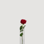 Imported Roses