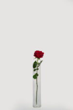 Imported Roses