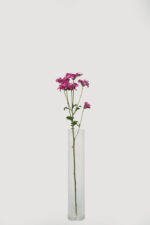 Chrysanthemums - Image 3