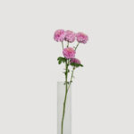Chrysanthemums