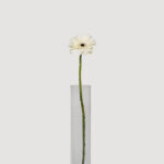 Gerbera